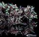 Cactus Chenille Black  # Medium